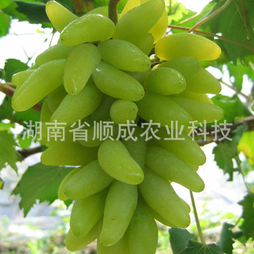 金手指葡萄 金手指葡萄