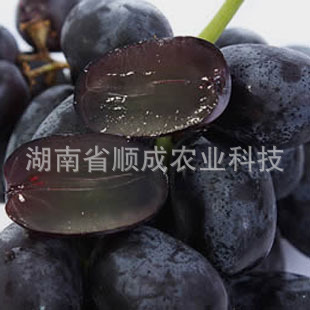 美國(guó)黑提 美國(guó)黑提