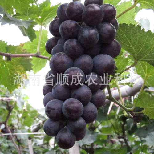 巨峰葡萄 巨峰葡萄