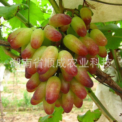 美人指 美人指