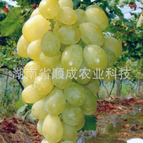 南玉葡萄 南玉葡萄