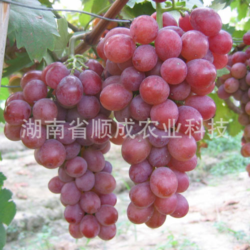 巨玫瑰葡萄 巨玫瑰葡萄