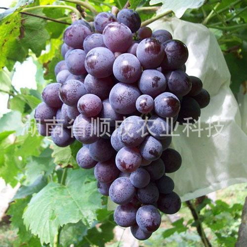 玫瑰香葡萄 玫瑰香葡萄