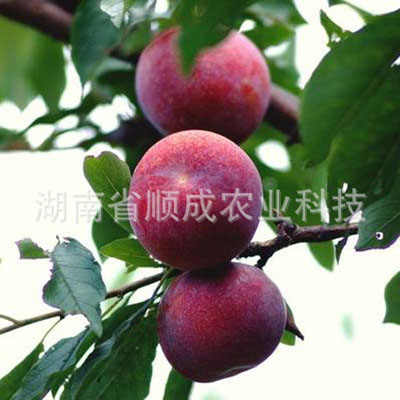 芙蓉李 芙蓉李