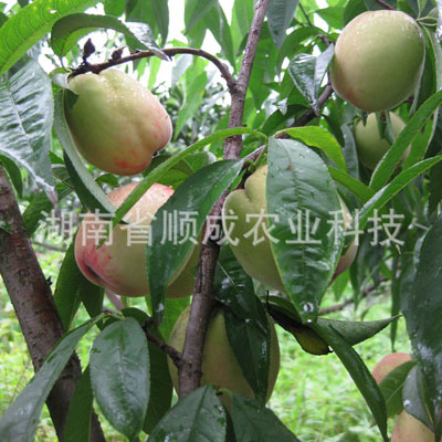 白桃 白桃
