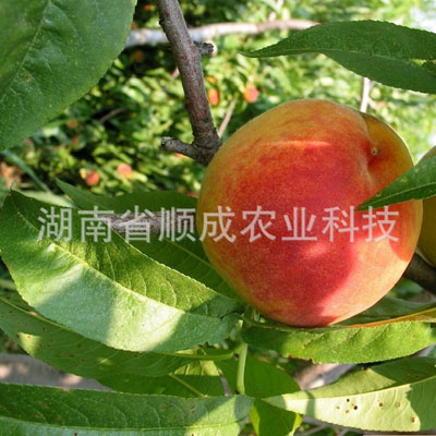 早熟水蜜桃 早熟水蜜桃