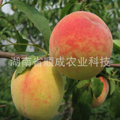中國(guó)糖桃 中國(guó)糖桃