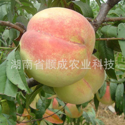 中華壽桃(中華圣桃) 中華壽桃(中華圣桃)