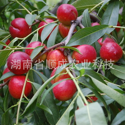 中油4號(hào)油桃 中油4號(hào)油桃